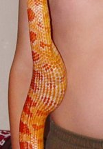 belly3.jpg