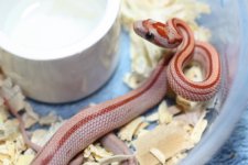 IMG_6249 Hypo Stripe (Het Butter)(50% Opal) (2) .JPG