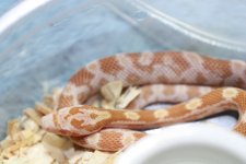 IMG_6252 Butter (Het Bloodred) .JPG