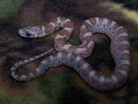 094 orchid - M - 7-17-11 - kinked - A.jpg