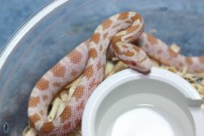 IMG_6252 Butter (Het Bloodred) (2) .JPG