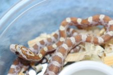 IMG_6258 Goldust (Het Bloodred) (4) .JPG