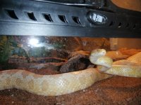 cornsnake.jpg