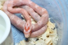 IMG_6263 Opal (Het Bloodred) (3) .JPG