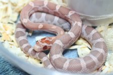 IMG_6269 Ultramel Lavender (Het Bloodred) .JPG