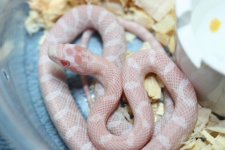 IMG_6276 Peppermint (66% Stripe)  .JPG