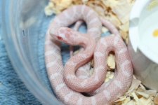 IMG_6276 Peppermint (66% Stripe)  (2) .JPG