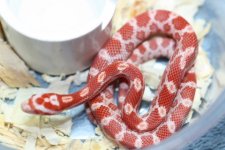 IMG_6273 Amel (66% Cinder-Stripe) .JPG