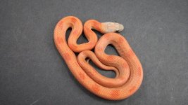 SK BR 1 small.JPG