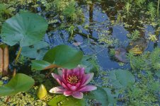 Bullfrog June 2013-1.jpg