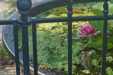 Bullfrog June 2013-2.jpg