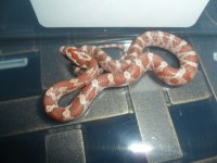 cc12-2hypo1.JPG
