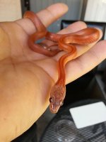 Loki posing.jpg