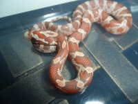 cc12-2hypo1-2.JPG
