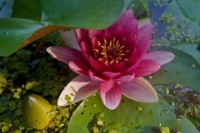 Bullfrog June 2013-4.jpg