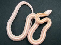 Opal BR Tessera Small.jpg