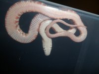 cc12-2hypo1-3.JPG