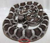 het scaleless.jpg