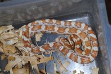 14 butter het cinder.JPG