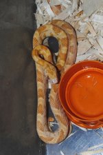 14 saffron ph stripe.JPG