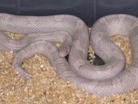 My Cornsnakes 007.jpg
