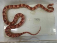 snake01.jpg