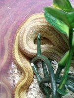 lilsnakepics 007.JPG