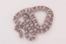 10 Anery Lavender Female.jpg