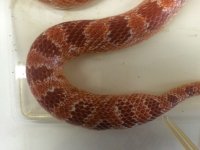 snake02.jpg