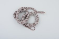 10 Anery lavender male  belly8-11.jpg