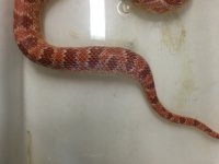 snake03.jpg
