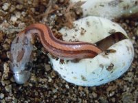 not quite normal striped corn snake hatching.jpg