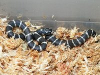 Jungle Corn - M - 8-20-12 - A.jpg