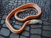 not quite normal stripe corn snake.jpg