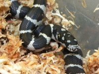 Jungle Corn - M - 8-20-12 - close up - A.jpg