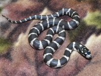 Jungle Corn - M - 8-20-12 - B.jpg