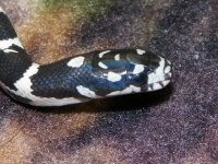 Jungle Corn - M - 8-20-12 - close up - B.jpg