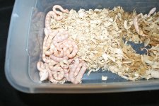 albino gray rats.jpg