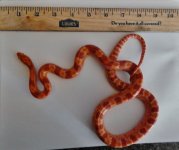 puck 1st birthday.jpg