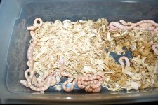 albino gray rats 2.jpg