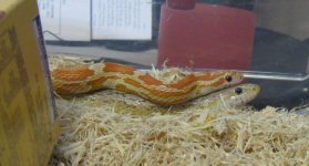 cropped and resized l and p.jpg