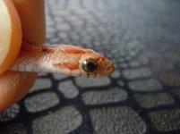 normal stripe eye.jpg
