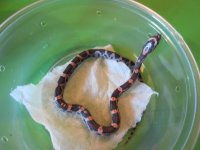 IMG_0738 (800x600).jpg