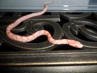 cc0212amel1-2.JPG