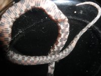 cc0212norm1-3.JPG