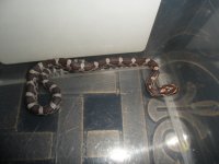 cc0212norm1-4.JPG