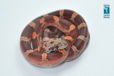 26711BloodPhHypoSun.jpg