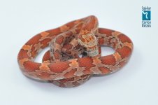 26711SunPhblohypo.jpg