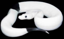 panda piedOutback.jpg