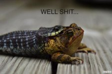 Froggy.jpg